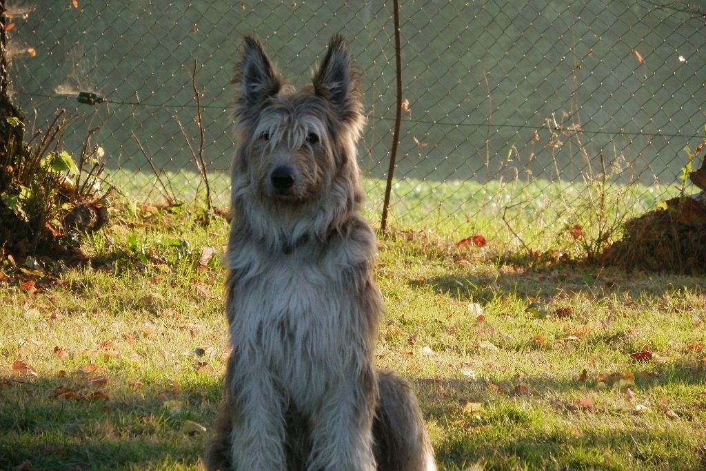du berger des Fays Enzo